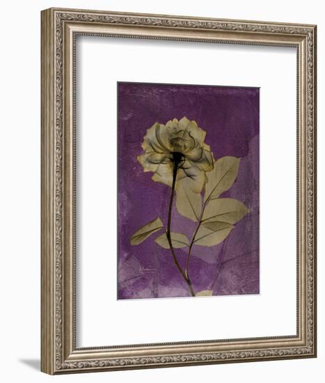 Purple Opus Rose-Albert Koetsier-Framed Premium Giclee Print