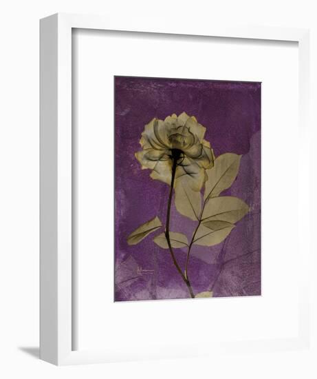 Purple Opus Rose-Albert Koetsier-Framed Premium Giclee Print