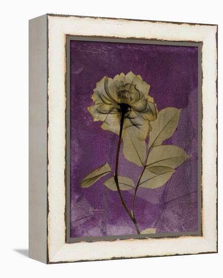 Purple Opus Rose-Albert Koetsier-Framed Stretched Canvas