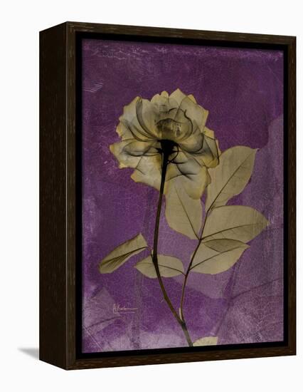 Purple Opus Rose-Albert Koetsier-Framed Stretched Canvas