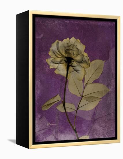 Purple Opus Rose-Albert Koetsier-Framed Stretched Canvas