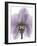 Purple Orchid A29-Albert Koetsier-Framed Art Print