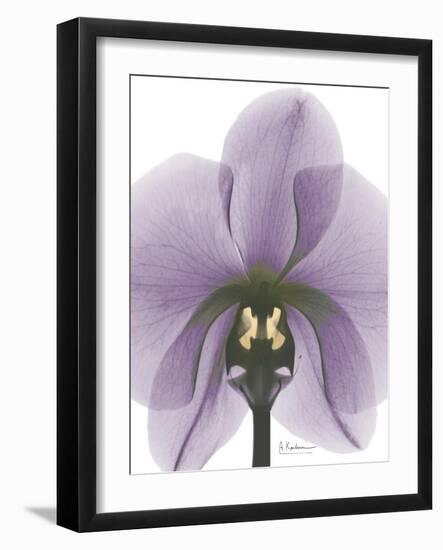 Purple Orchid A29-Albert Koetsier-Framed Art Print