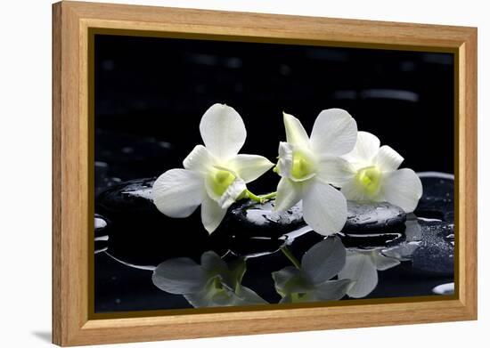 Purple Orchid and Black Stones with Reflection-crystalfoto-Framed Premier Image Canvas