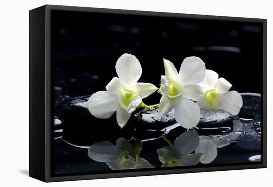 Purple Orchid and Black Stones with Reflection-crystalfoto-Framed Premier Image Canvas