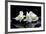 Purple Orchid and Black Stones with Reflection-crystalfoto-Framed Photographic Print