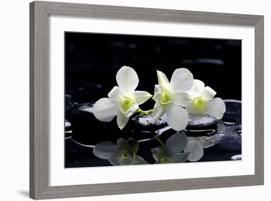 Purple Orchid and Black Stones with Reflection-crystalfoto-Framed Photographic Print