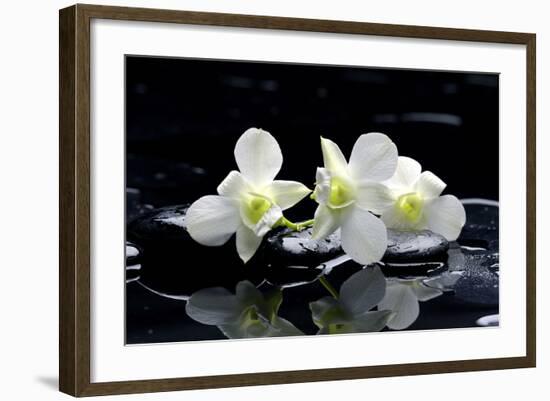 Purple Orchid and Black Stones with Reflection-crystalfoto-Framed Photographic Print