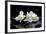 Purple Orchid and Black Stones with Reflection-crystalfoto-Framed Photographic Print