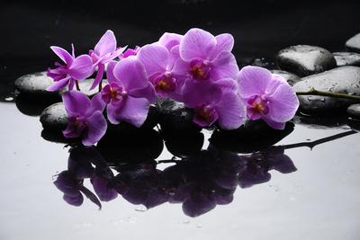 Black stone white orchid water drops Canvas Art Cheap Wall Print Home Interior