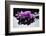 Purple Orchid and Black Stones with Reflection-crystalfoto-Framed Photographic Print