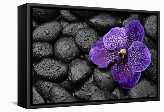 Purple Orchid Flower and Stones in Water Drops-crystalfoto-Framed Premier Image Canvas