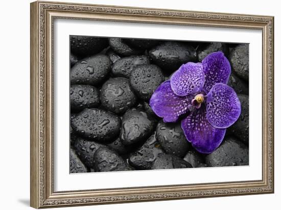 Purple Orchid Flower and Stones in Water Drops-crystalfoto-Framed Photographic Print