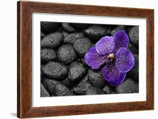 Purple Orchid Flower and Stones in Water Drops-crystalfoto-Framed Photographic Print