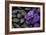 Purple Orchid Flower and Stones in Water Drops-crystalfoto-Framed Photographic Print