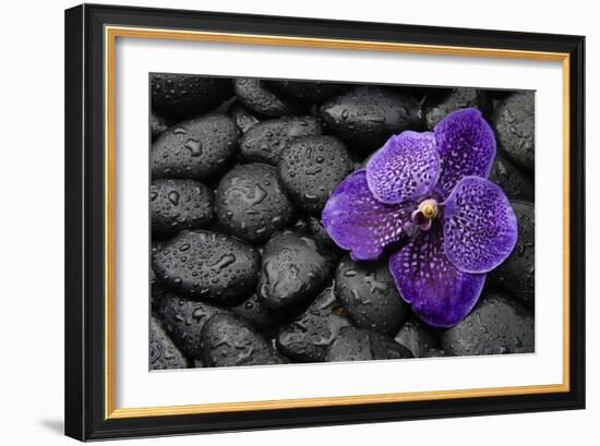 Purple Orchid Flower and Stones in Water Drops-crystalfoto-Framed Photographic Print