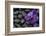 Purple Orchid Flower and Stones in Water Drops-crystalfoto-Framed Photographic Print