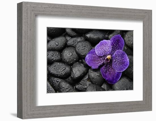 Purple Orchid Flower and Stones in Water Drops-crystalfoto-Framed Photographic Print