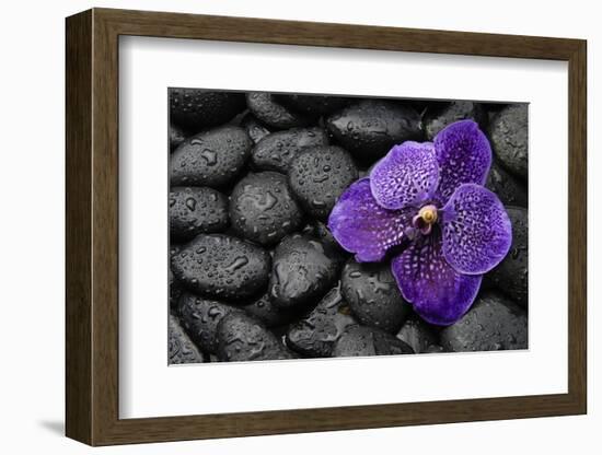 Purple Orchid Flower and Stones in Water Drops-crystalfoto-Framed Photographic Print