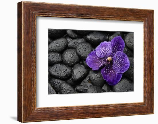 Purple Orchid Flower and Stones in Water Drops-crystalfoto-Framed Photographic Print