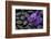 Purple Orchid Flower and Stones in Water Drops-crystalfoto-Framed Photographic Print