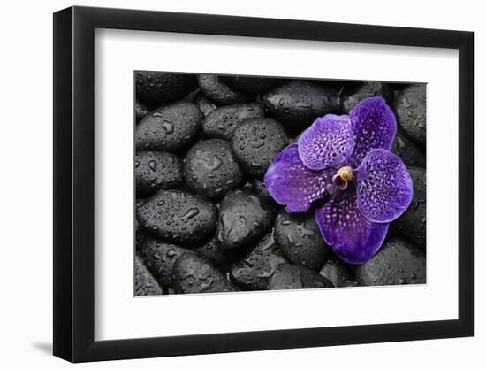 Purple Orchid Flower and Stones in Water Drops-crystalfoto-Framed Photographic Print