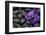 Purple Orchid Flower and Stones in Water Drops-crystalfoto-Framed Photographic Print