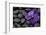 Purple Orchid Flower and Stones in Water Drops-crystalfoto-Framed Photographic Print