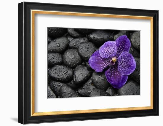 Purple Orchid Flower and Stones in Water Drops-crystalfoto-Framed Photographic Print