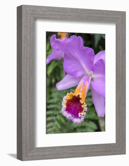 Purple Orchid, Usa-Lisa S. Engelbrecht-Framed Photographic Print