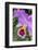 Purple Orchid, Usa-Lisa S. Engelbrecht-Framed Photographic Print