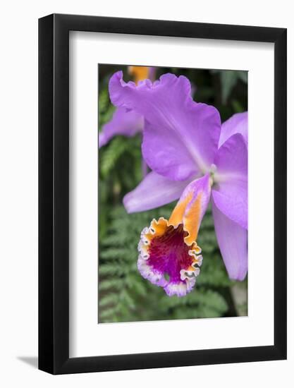 Purple Orchid, Usa-Lisa S. Engelbrecht-Framed Photographic Print