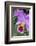 Purple Orchid, Usa-Lisa S. Engelbrecht-Framed Photographic Print