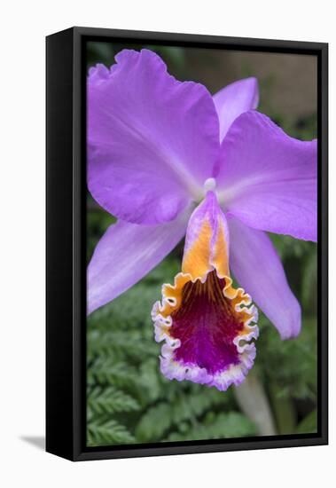 Purple Orchid, Usa-Lisa S. Engelbrecht-Framed Premier Image Canvas