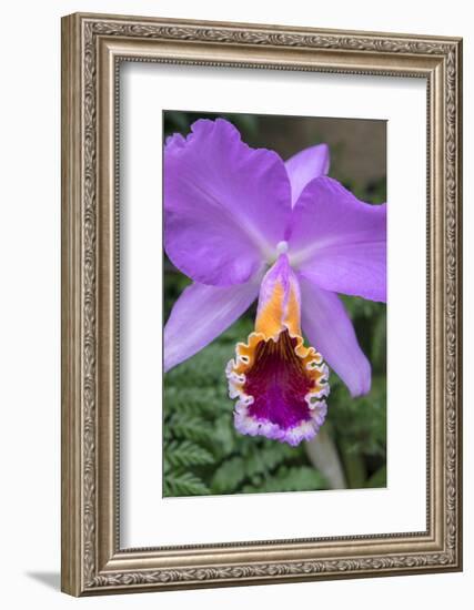 Purple Orchid, Usa-Lisa S. Engelbrecht-Framed Photographic Print