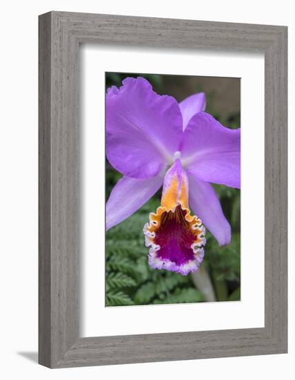 Purple Orchid, Usa-Lisa S. Engelbrecht-Framed Photographic Print