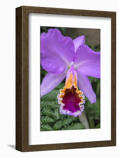 Purple Orchid, Usa-Lisa S. Engelbrecht-Framed Photographic Print