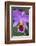 Purple Orchid, Usa-Lisa S. Engelbrecht-Framed Photographic Print