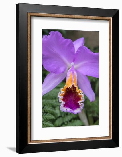 Purple Orchid, Usa-Lisa S. Engelbrecht-Framed Photographic Print