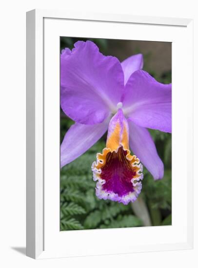 Purple Orchid, Usa-Lisa S. Engelbrecht-Framed Premium Photographic Print