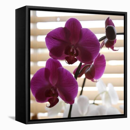 Purple Orchids I-Nicole Katano-Framed Stretched Canvas