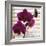 Purple Orchids I-Nicole Katano-Framed Photo