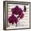 Purple Orchids I-Nicole Katano-Framed Photo