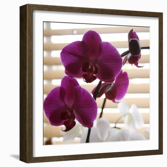 Purple Orchids I-Nicole Katano-Framed Photo