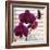 Purple Orchids I-Nicole Katano-Framed Photo