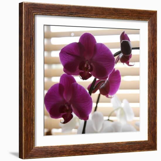 Purple Orchids I-Nicole Katano-Framed Photo