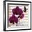 Purple Orchids I-Nicole Katano-Framed Photo