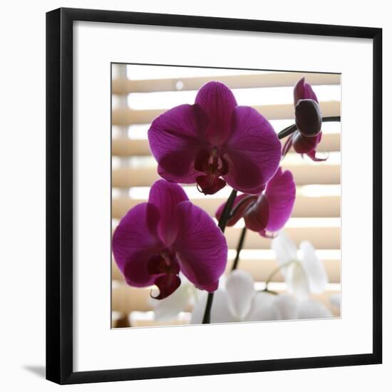 Purple Orchids I-Nicole Katano-Framed Photo