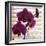 Purple Orchids I-Nicole Katano-Framed Photo