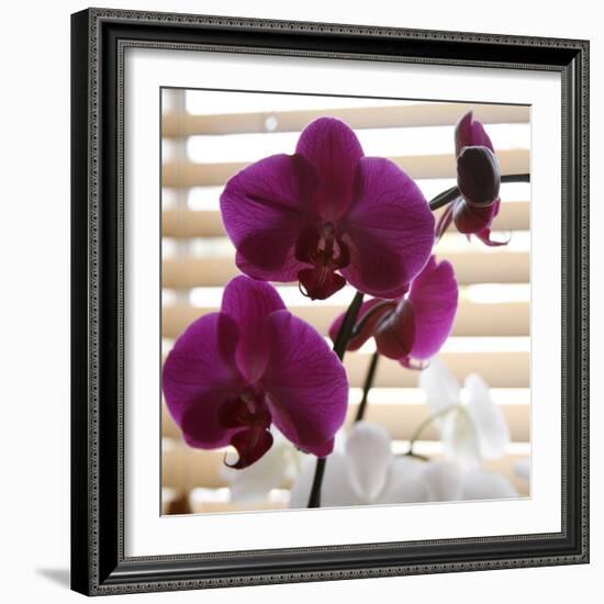Purple Orchids I-Nicole Katano-Framed Photo